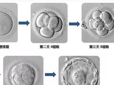 2026年广东汕头助孕公司排行榜单，3家助孕机构值得推荐